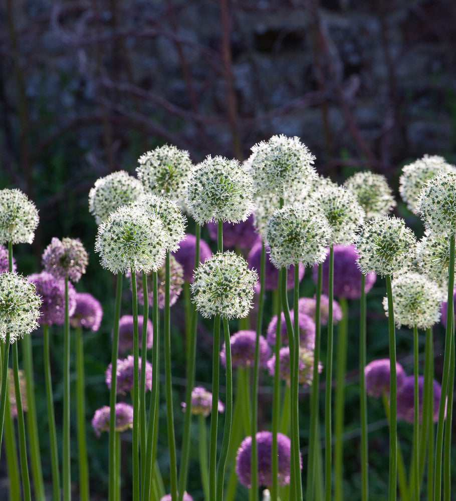 Sarah Raven Allium White Giant Blumenzwiebeln 6 Stück