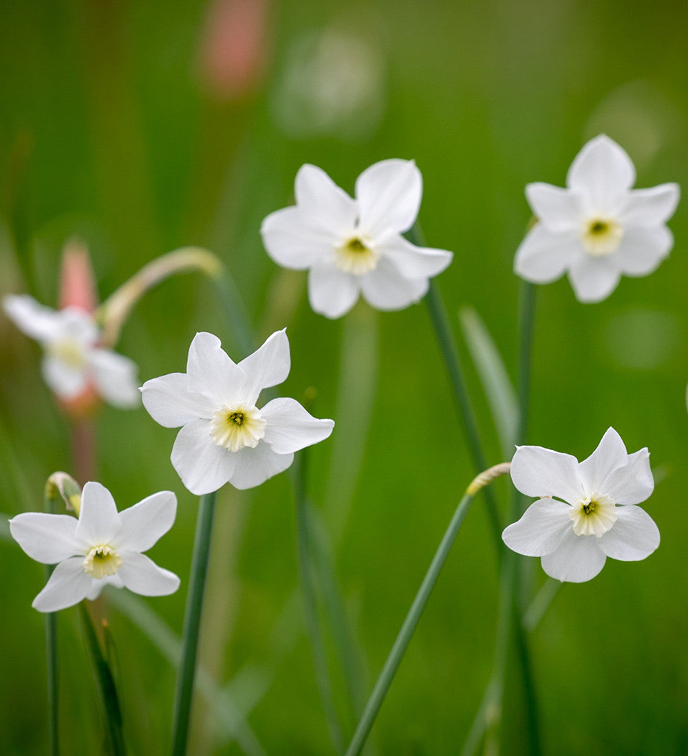Sarah Raven Bulbs Scented White Narcissus Collection Blumenzwiebeln 30 Stück duftend weiß