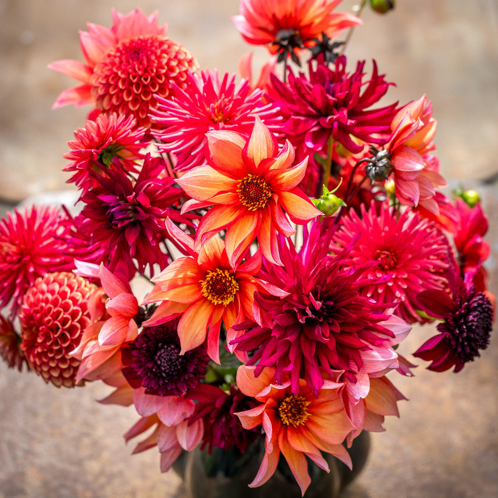 Sarah Raven Bulbs Jemima Dahlien Kollektion 4 Knollen Mix