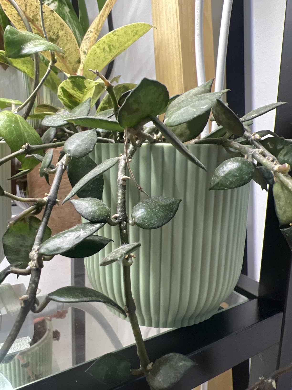 elho Vibes Blumentopf Mini 7cm buttergelb rund für innen