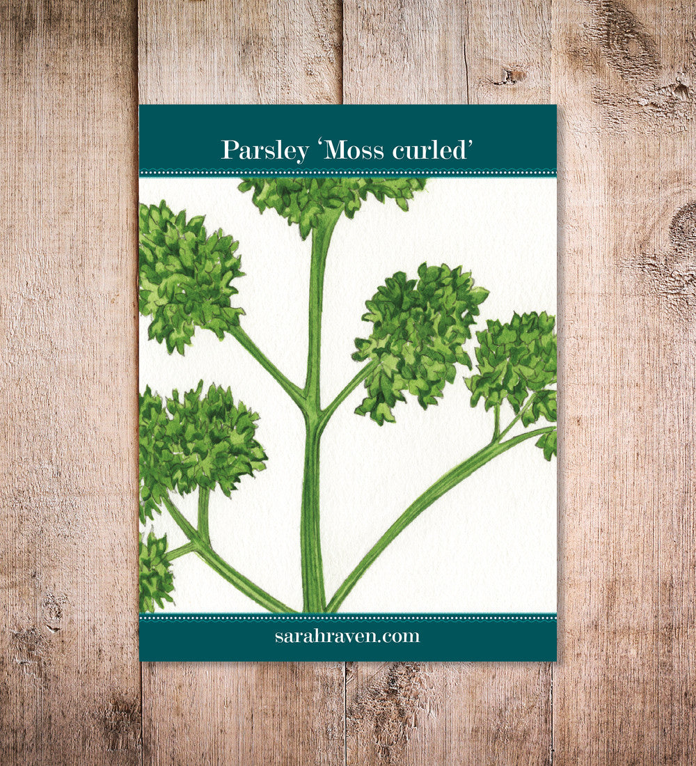 Sarah Raven Seeds Petersilie Moss Curled Samen 1000 Samen Küche