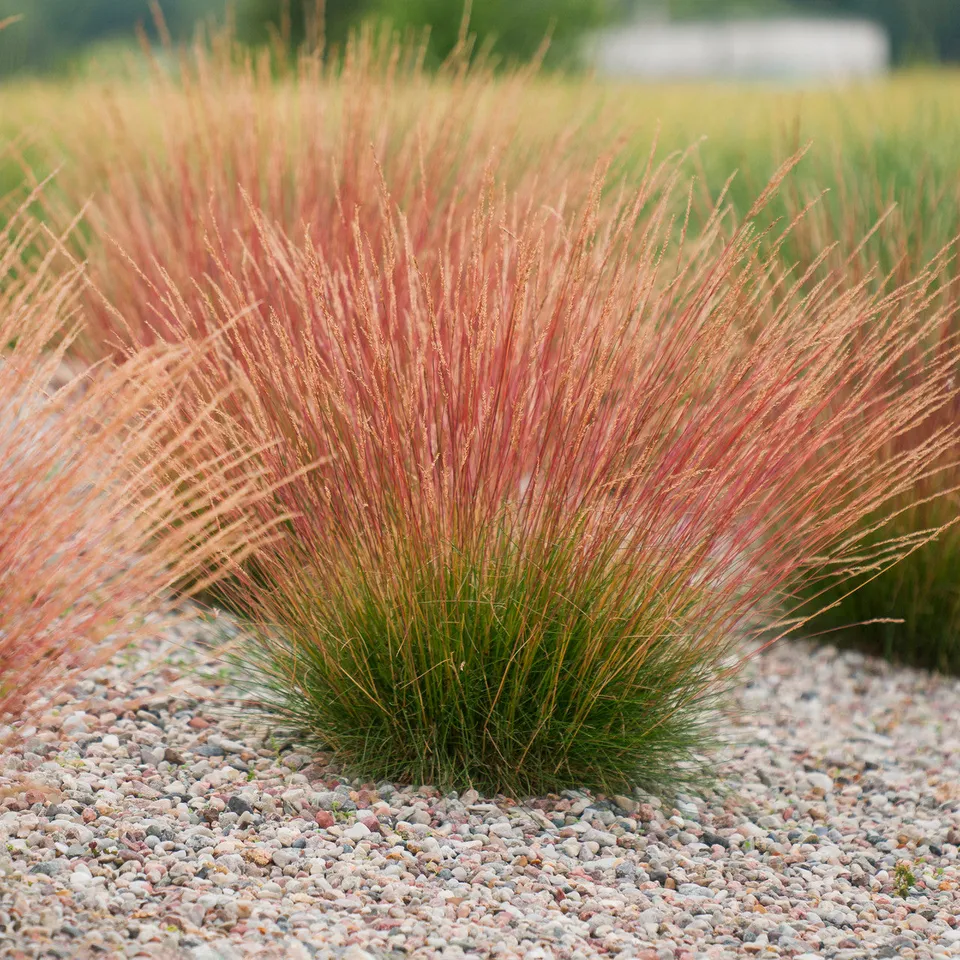 Sarah Raven Plants Festuca glauca Sunrise Ziergras 3x9cm trockenresistent