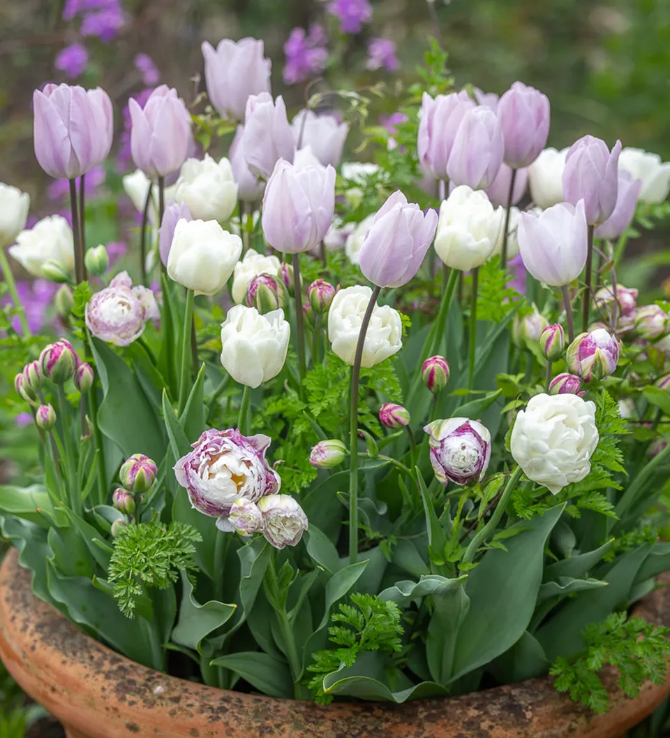 Sarah Raven Bulbs Spring Clouds Tulip Collection 30 Zwiebeln