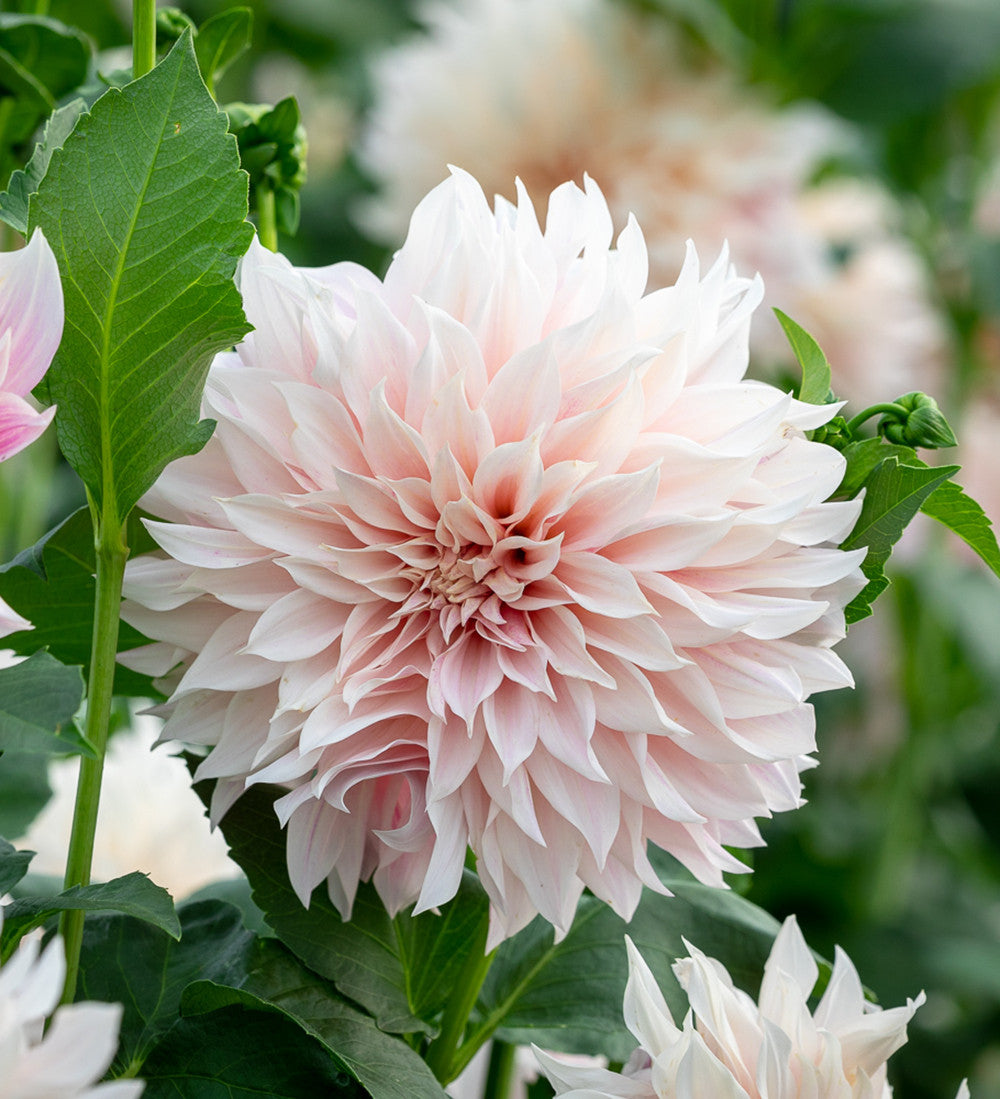 Sarah Raven Bulbs Dahlie Café au Lait Blumenzwiebel 3 Knollen creme-rosa