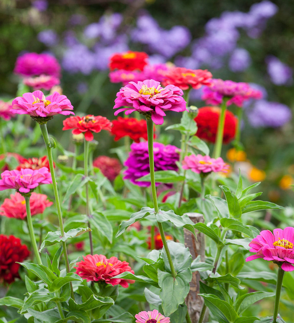 Sarah Raven Zinnia Giant Dahlia Mix Samen 60 Samen bunt