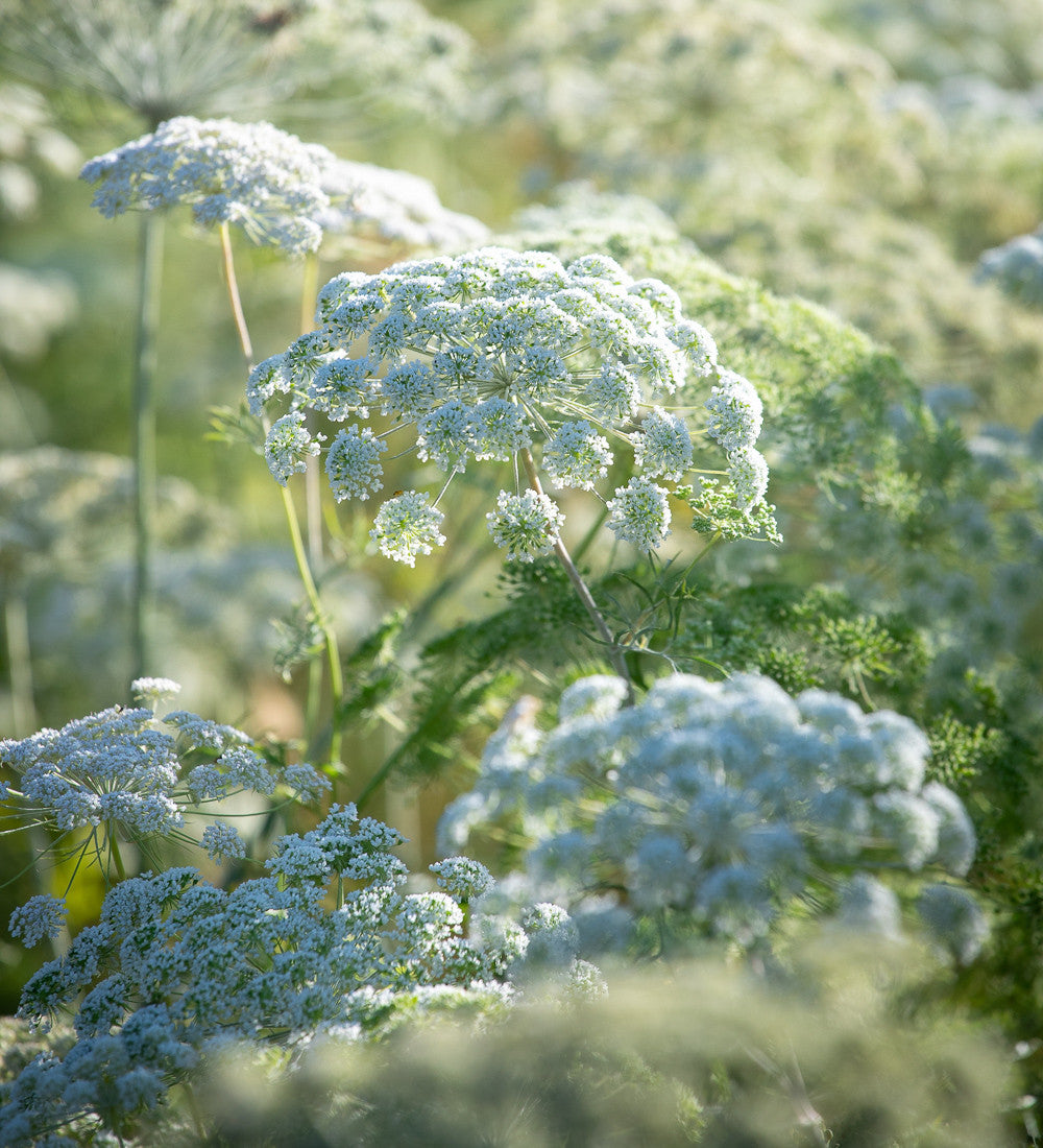 Sarah Raven Ammi majus Blumensamen 500 Samen weiß