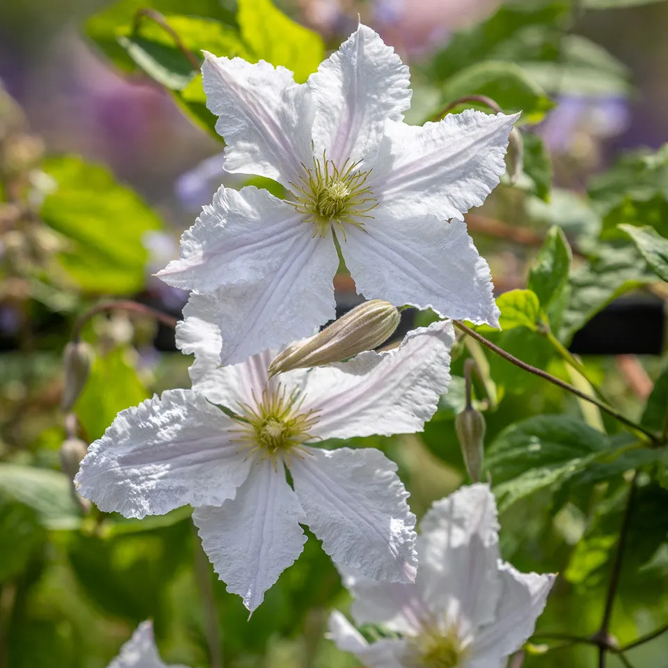Sarah Raven Prince George Clematis Pflanze 1x 2-Liter-Topf weiß