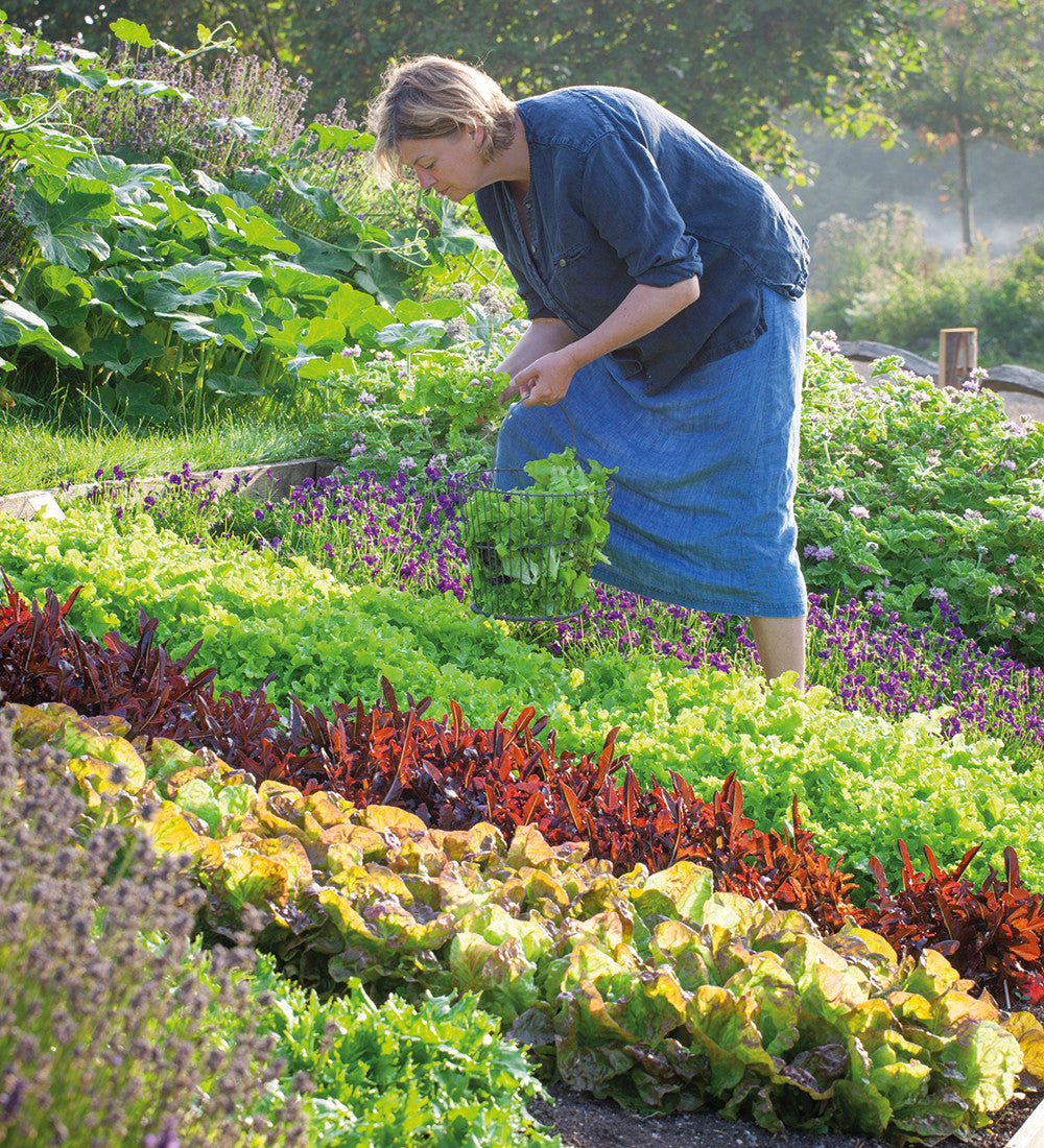 Sarah Raven Seeds Lettuce Salad Bowl Gemüsesamen 750 Samen bio