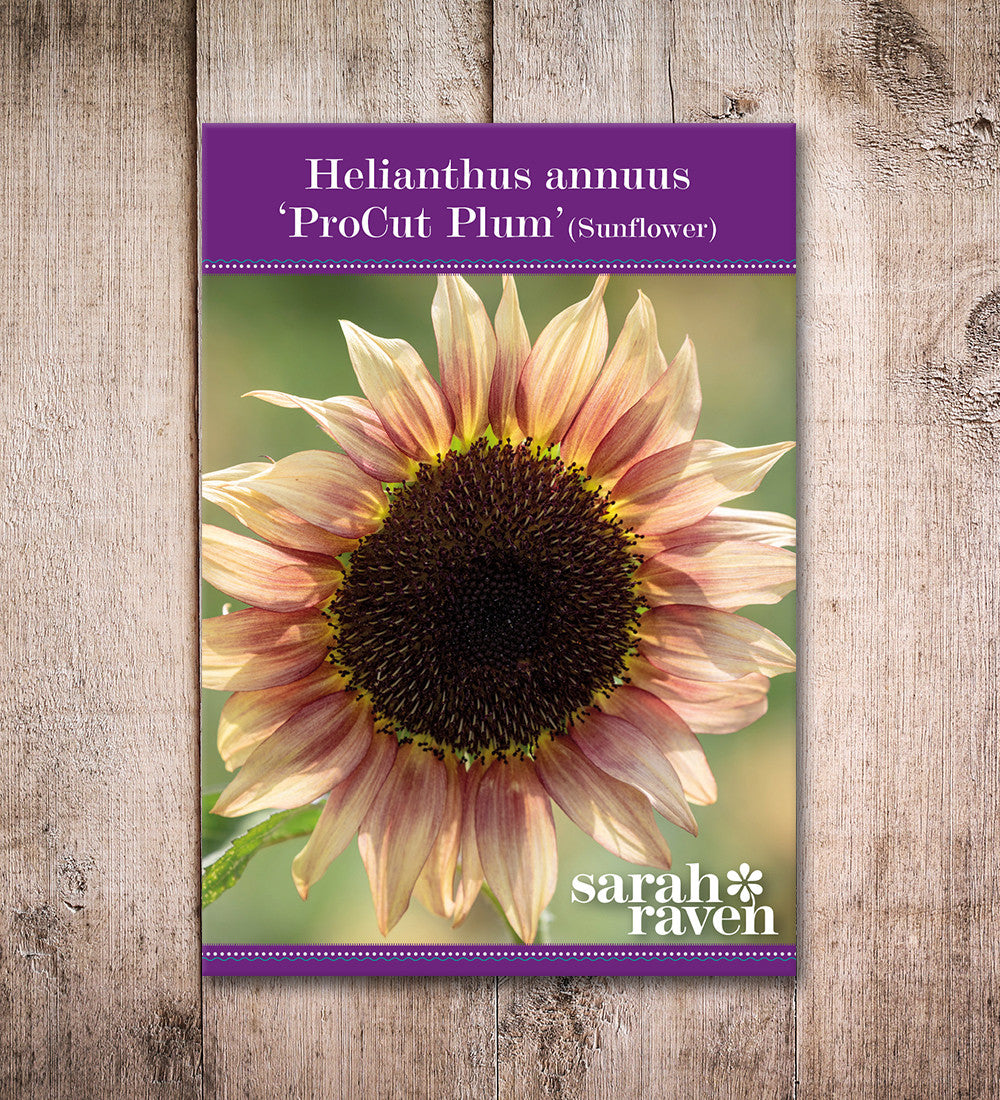 Sarah Raven Seeds ProCut Plum Sonnenblumen Samen 20 Samen rot