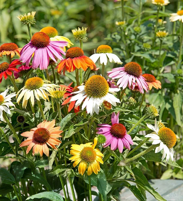 Sarah Raven Plants Echinacea Paradiso Mix Samen 20 Stück