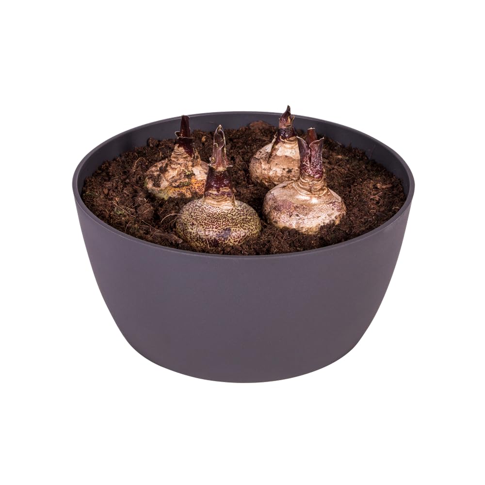 elho Brussels Pflanzschale Anthracite 23 cm wasserdicht
