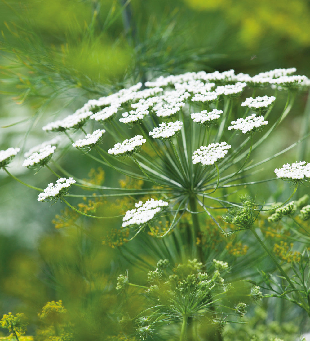 Sarah Raven Ammi majus Blumensamen 500 Samen weiß
