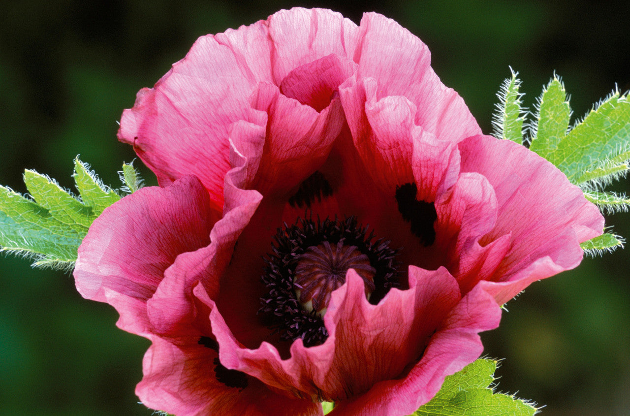 Sarah Raven Plants Papaver Patty's Plum Pflanze 3x 9cm lila Mohn