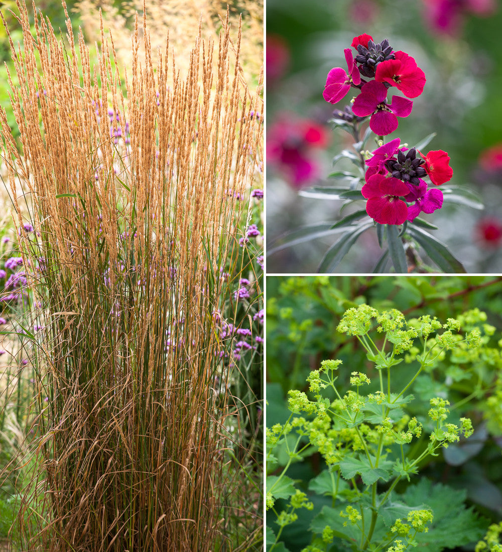 Sarah Raven Plants Low Maintenance Border Collection Pflanzen 18x9cm pflegeleicht