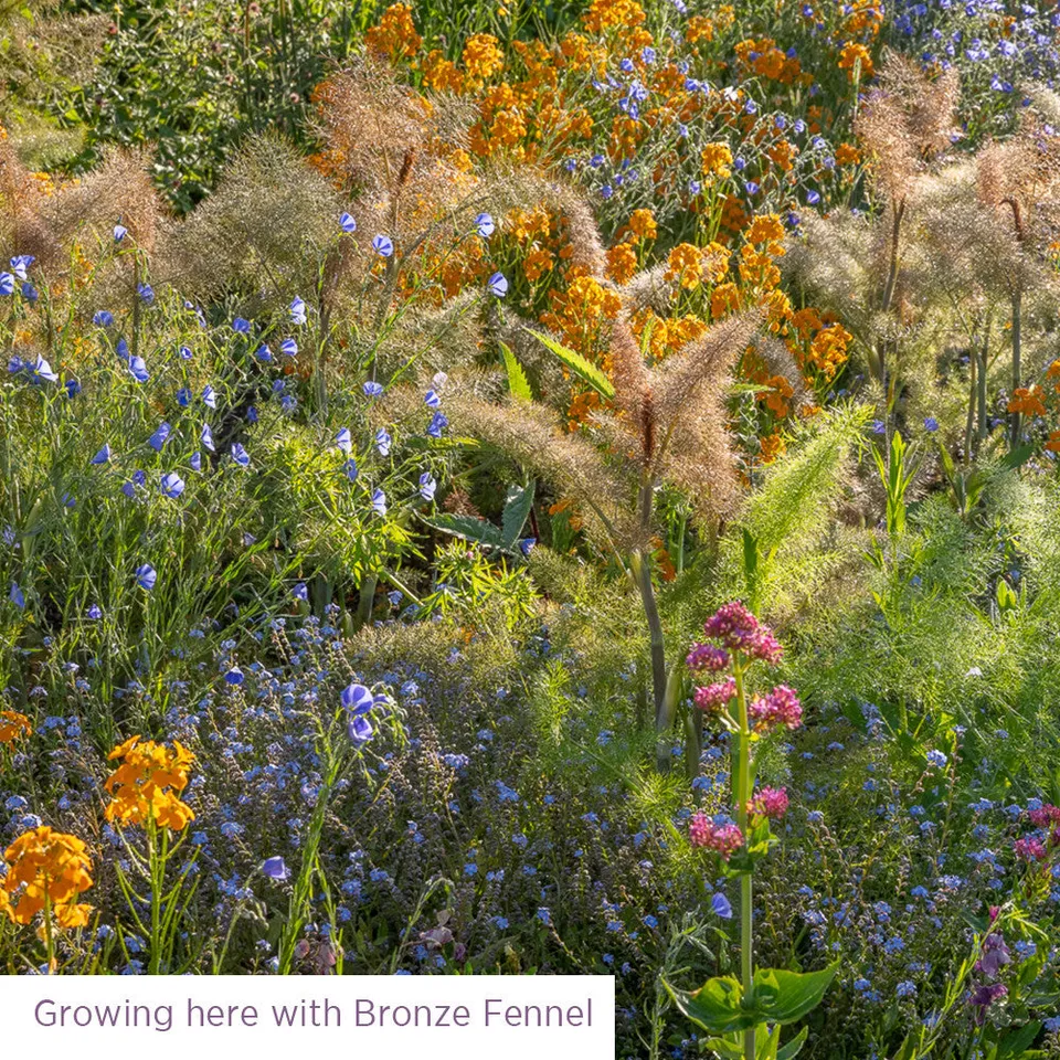 Sarah Raven Seeds Meadow for Birds Blumensamen 6 g 18 Arten