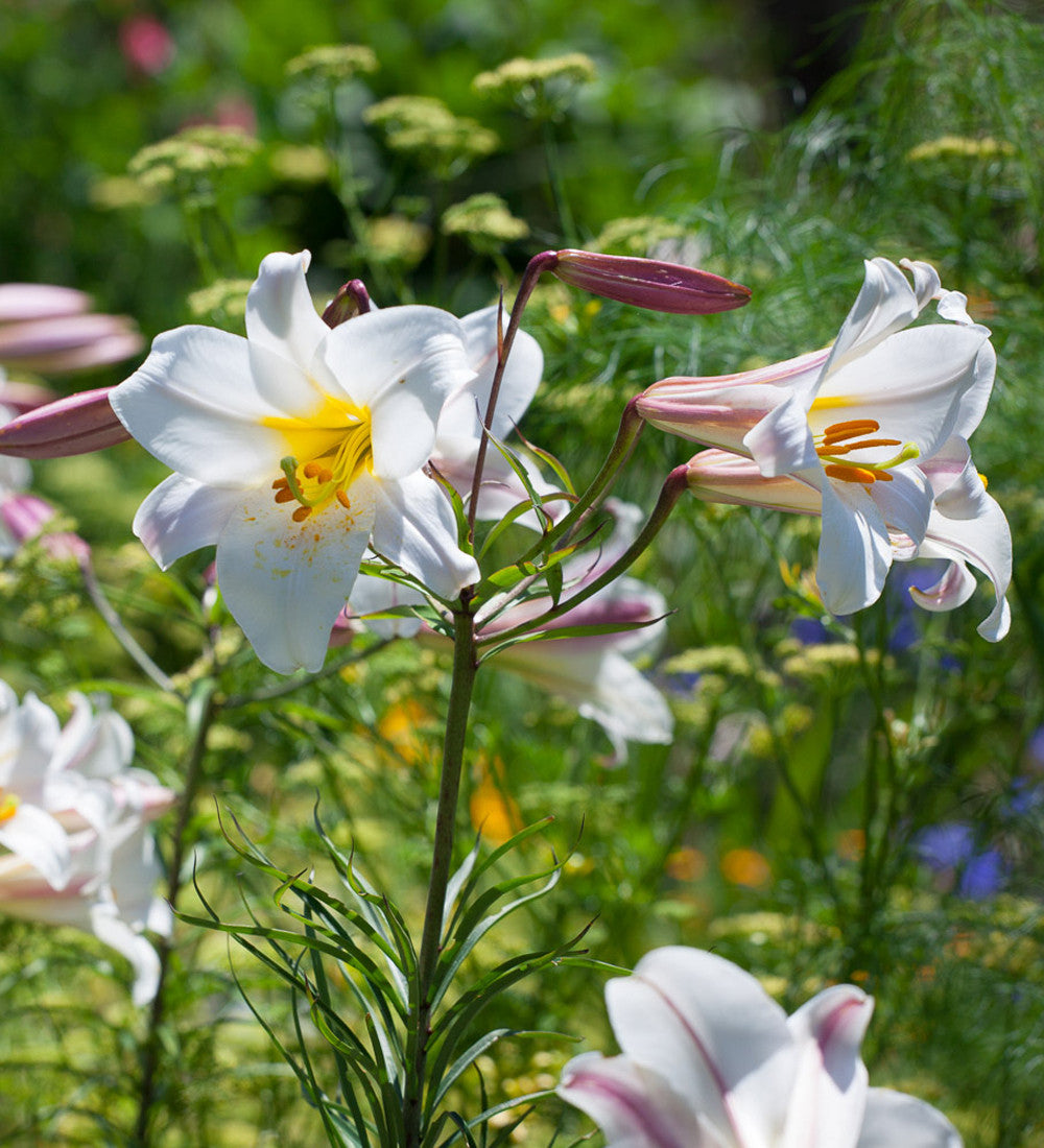 Sarah Raven Bulbs Lilium regale Blumenzwiebeln 3 Stück duftend