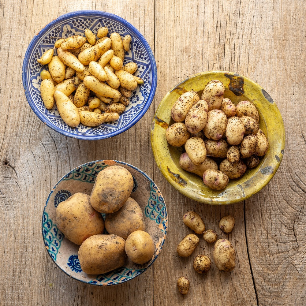 Sarah Raven Plants Sarah's Favourite Potato Pflanzkartoffeln 3 kg