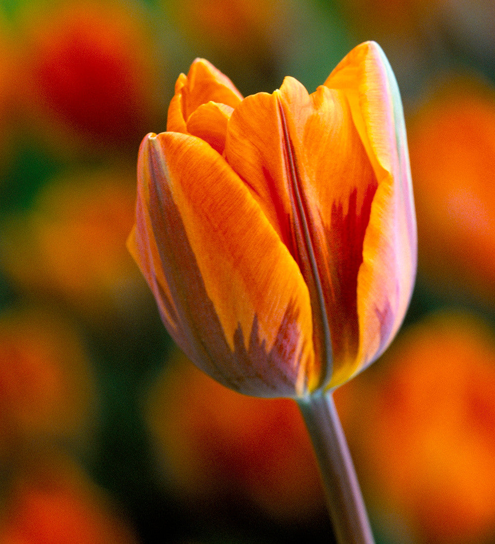 Sarah Raven Bulbs Tuscan Tulip Collection Blumenzwiebeln 30 Stück Mix