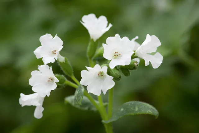 Sarah Raven Plants Pulmonaria Sissinghurst White Pflanzen 3x9cm weiß