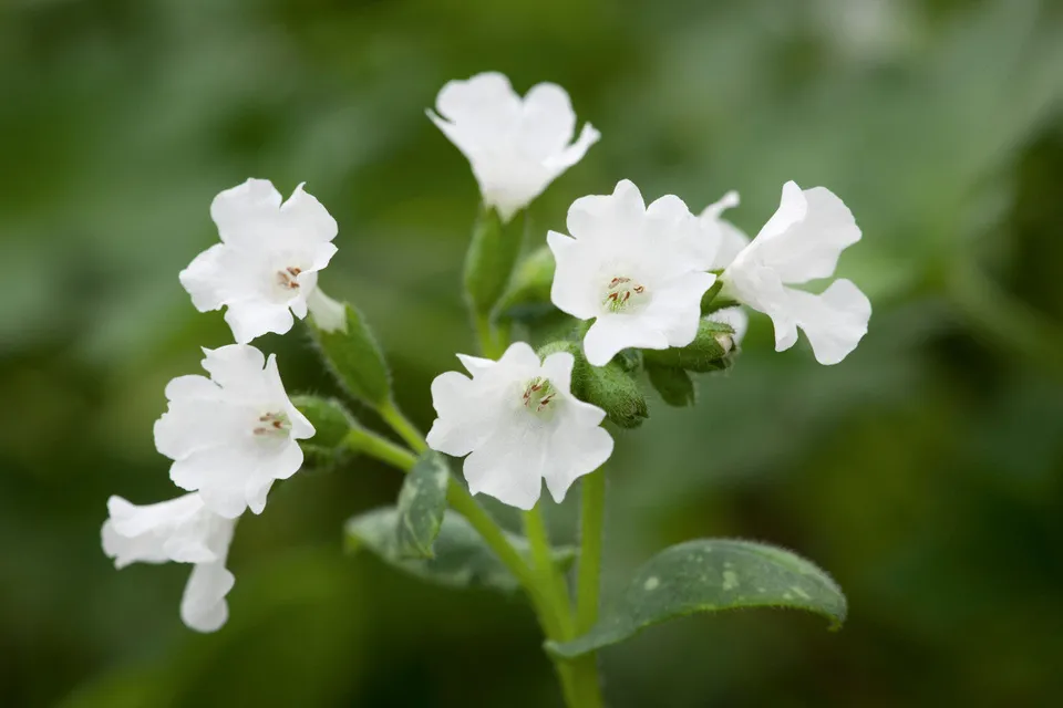 Sarah Raven Plants Pulmonaria Sissinghurst White Pflanzen 3x9cm weiß