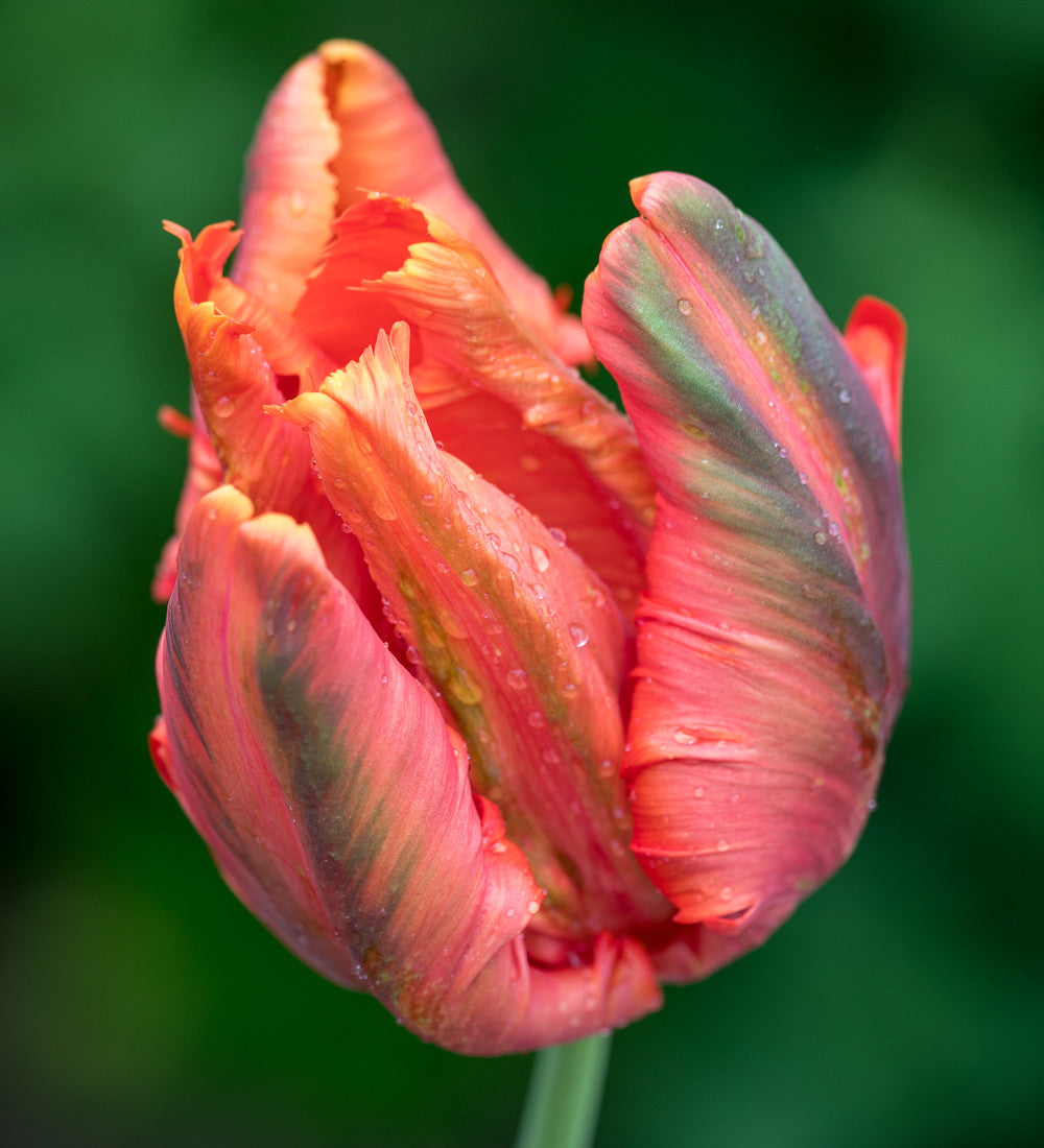 Sarah Raven Bulbs Scented Tulip Collection Tulpen 40 Zwiebeln Duft