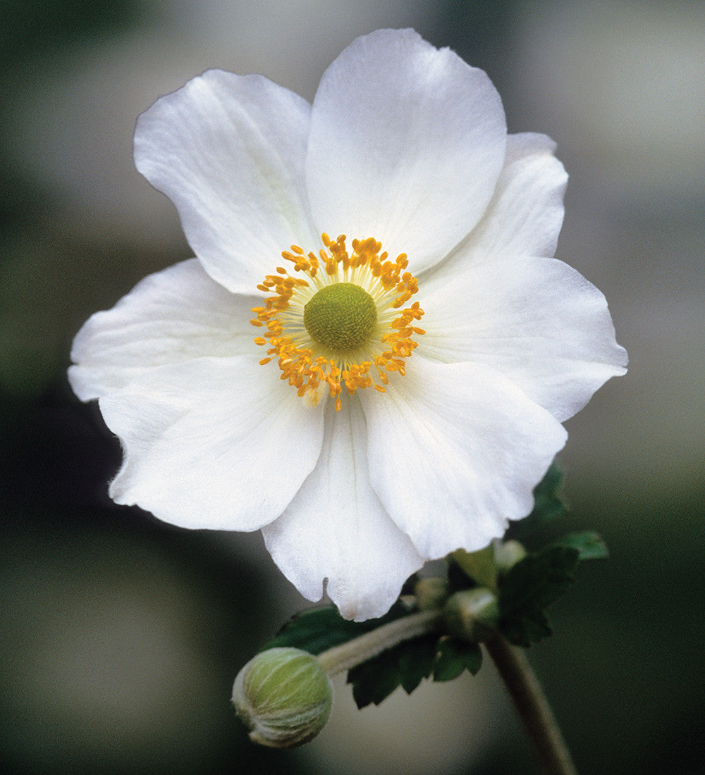 Sarah Raven Plants Anemone Honorine Jobert Pflanze 3x9cm weiss