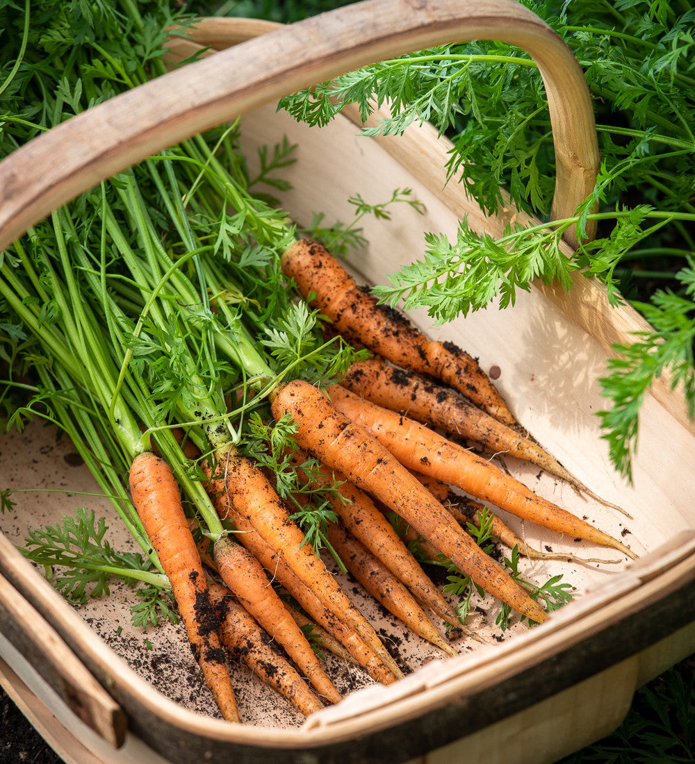 Sarah Raven Seeds Karotte Nantes 5 Samen 500 Samen Bio