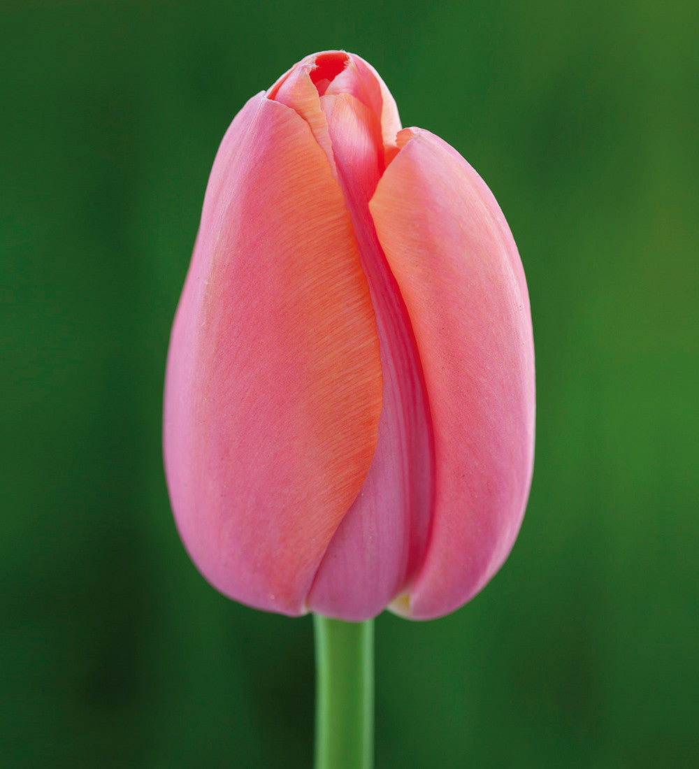 Sarah Raven Fruit Salad Tulpen Blumenzwiebeln 25 Stück apricot-lila