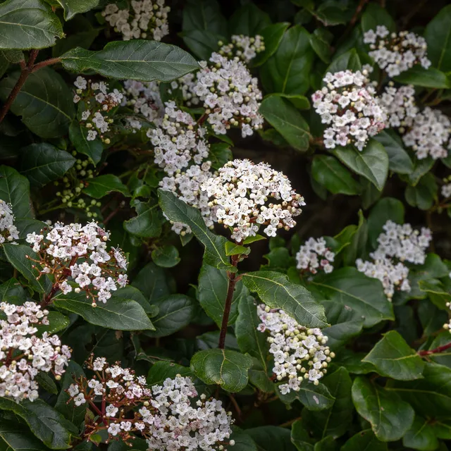Sarah Raven Plants Viburnum tinus Strauch 1x2L Topf immergrün