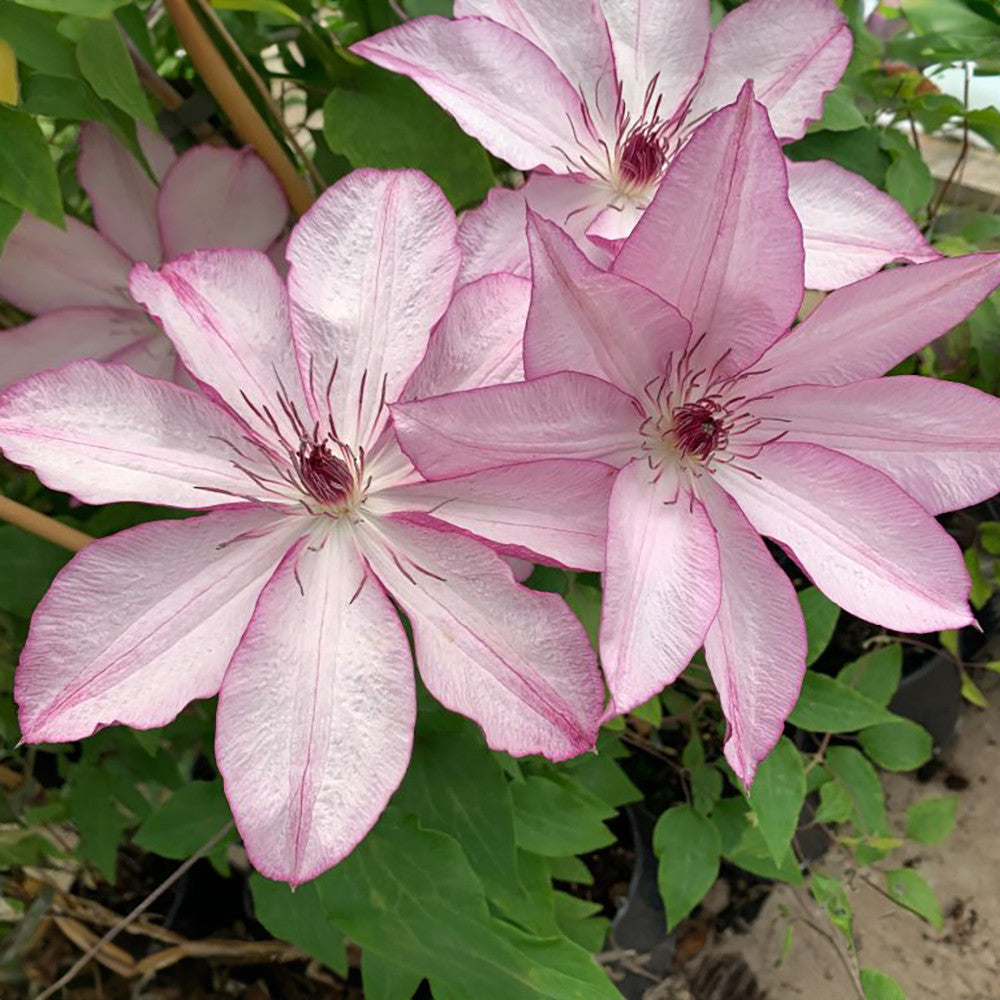 Sarah Raven Plants Clematis Omoshiro Kletterpflanze 2L Topf