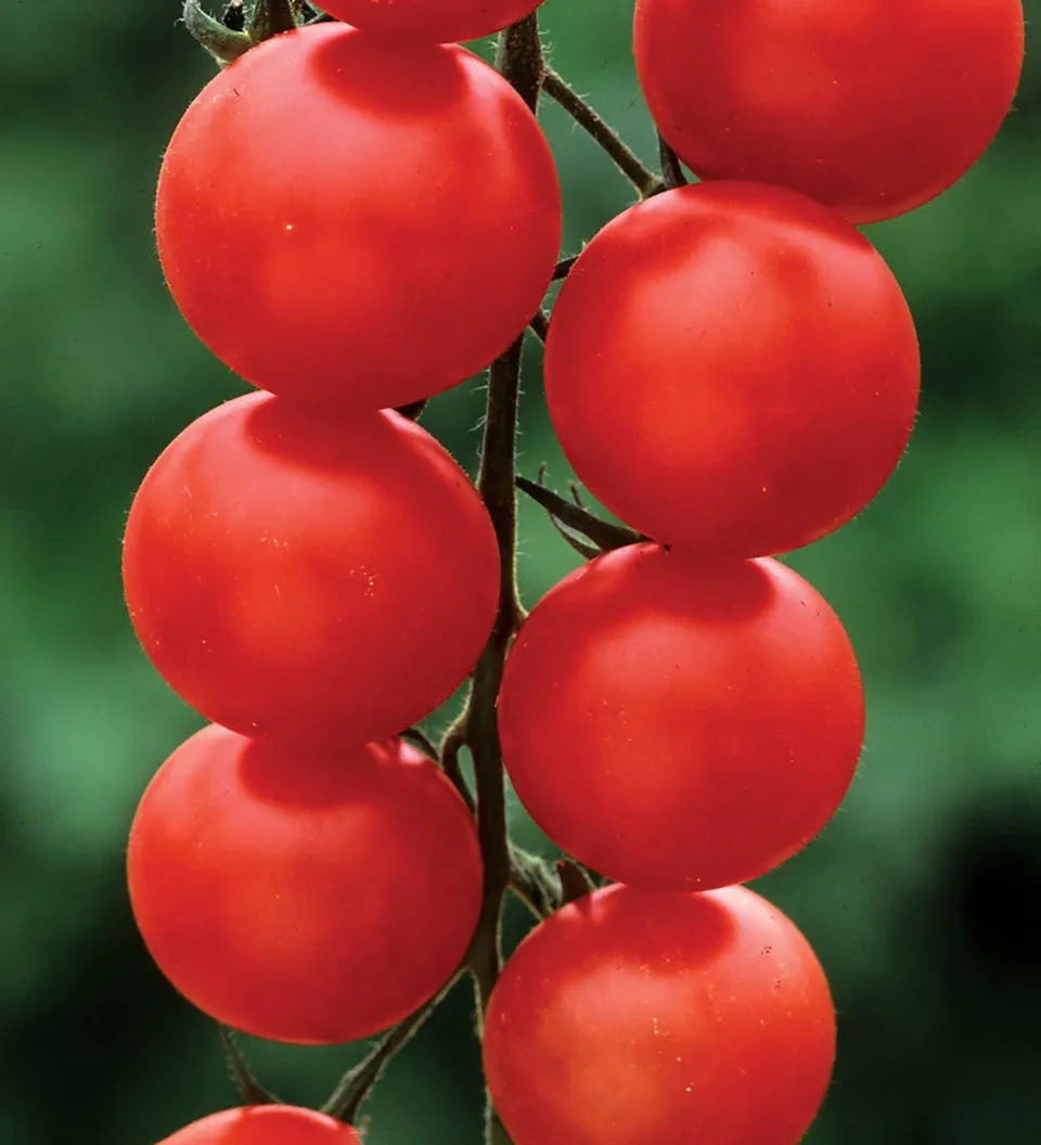 Sarah Raven Tomato Gardener's Delight Samen 50 Stück Kirschtomate