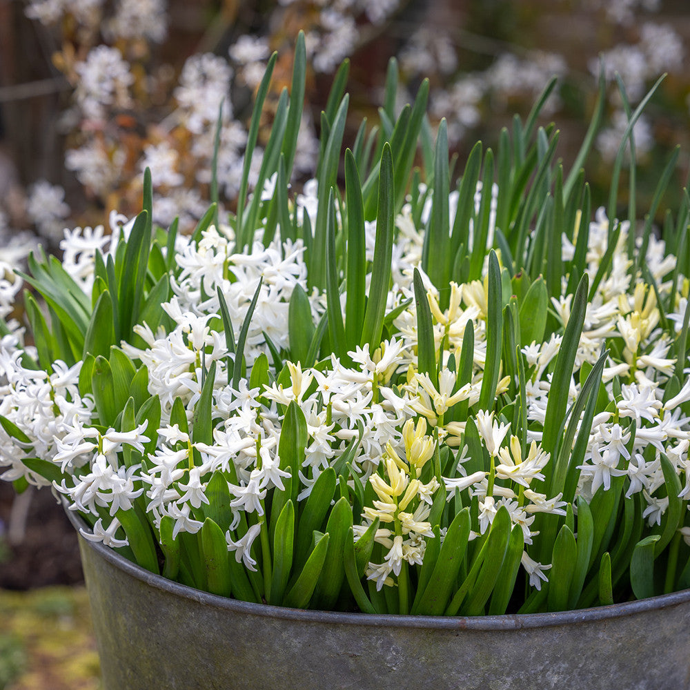 Sarah Raven Bulbs White Garden Blumenzwiebeln 80 Weiss Mix