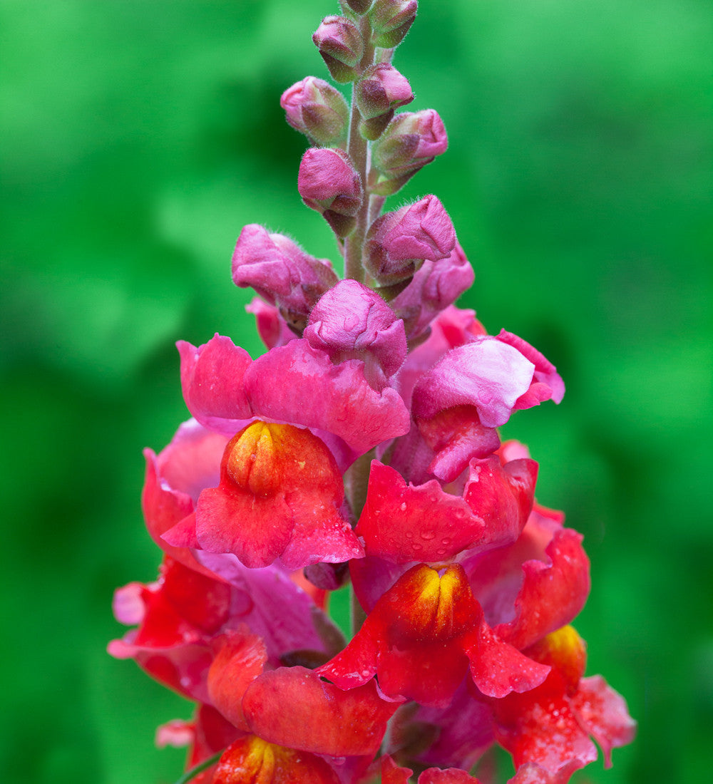 Sarah Raven Antirrhinum Collection Löwenmäulchen Samen 40 Samen