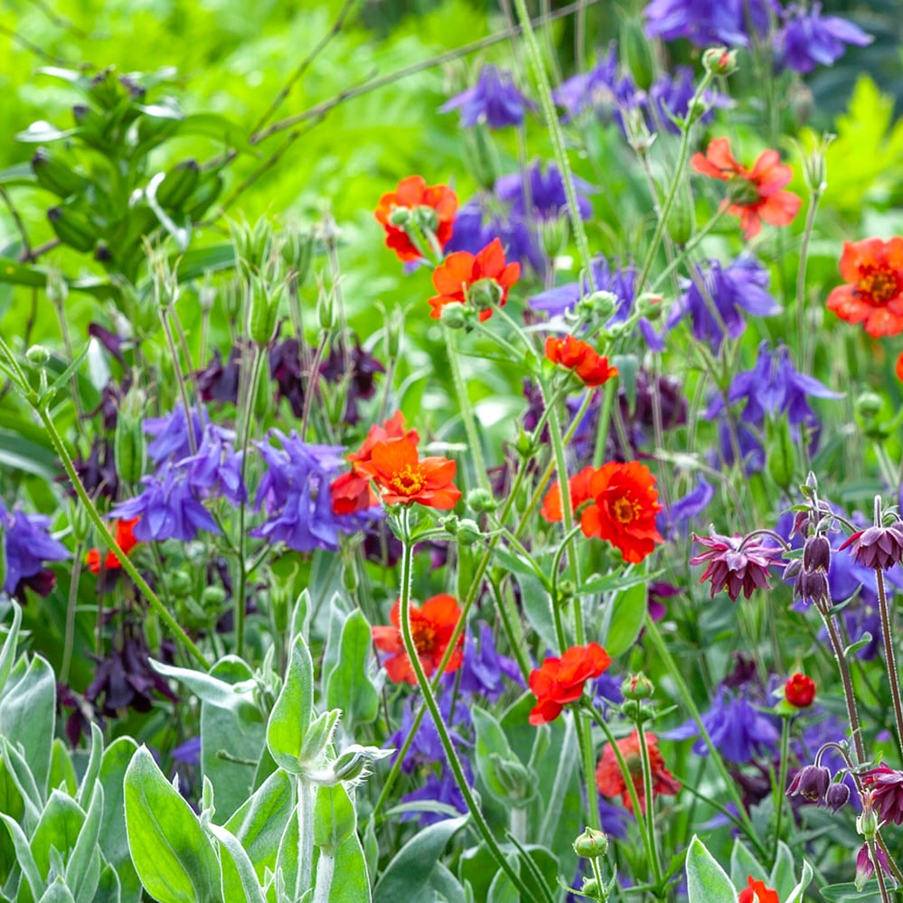 Sarah Raven Plants Oast Garden Kombination Stauden 9 x 9cm Töpfe Biene