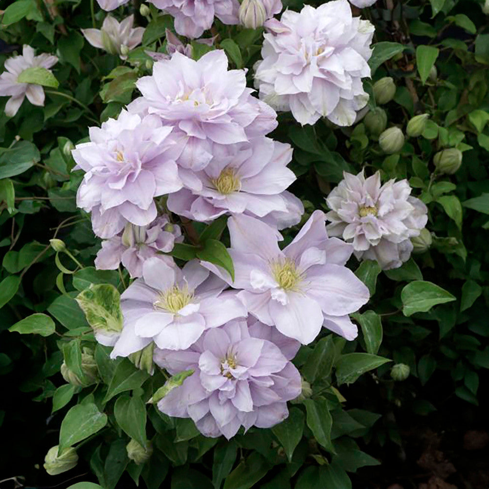 Sarah Raven Plants Clematis Bellissima Pflanze 2L lila gefüllt