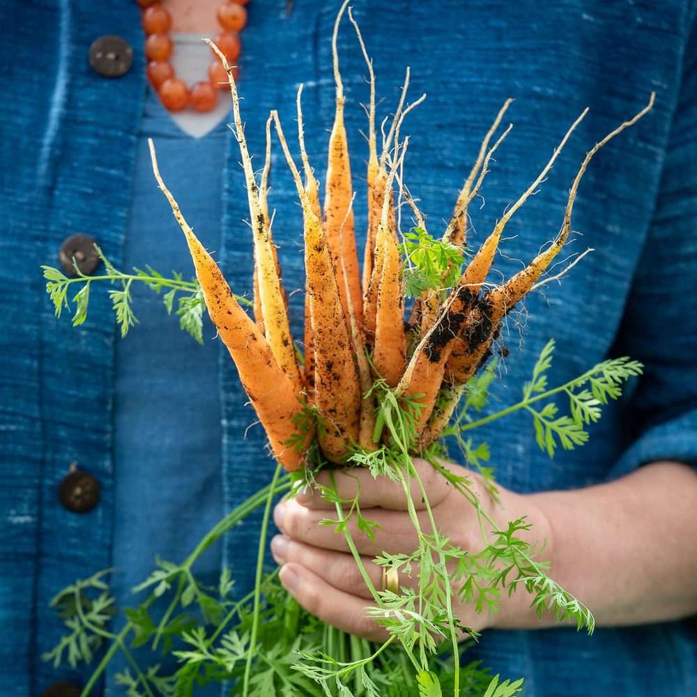 Sarah Raven Seeds Karotte Nantes 5 Samen 500 Samen Bio