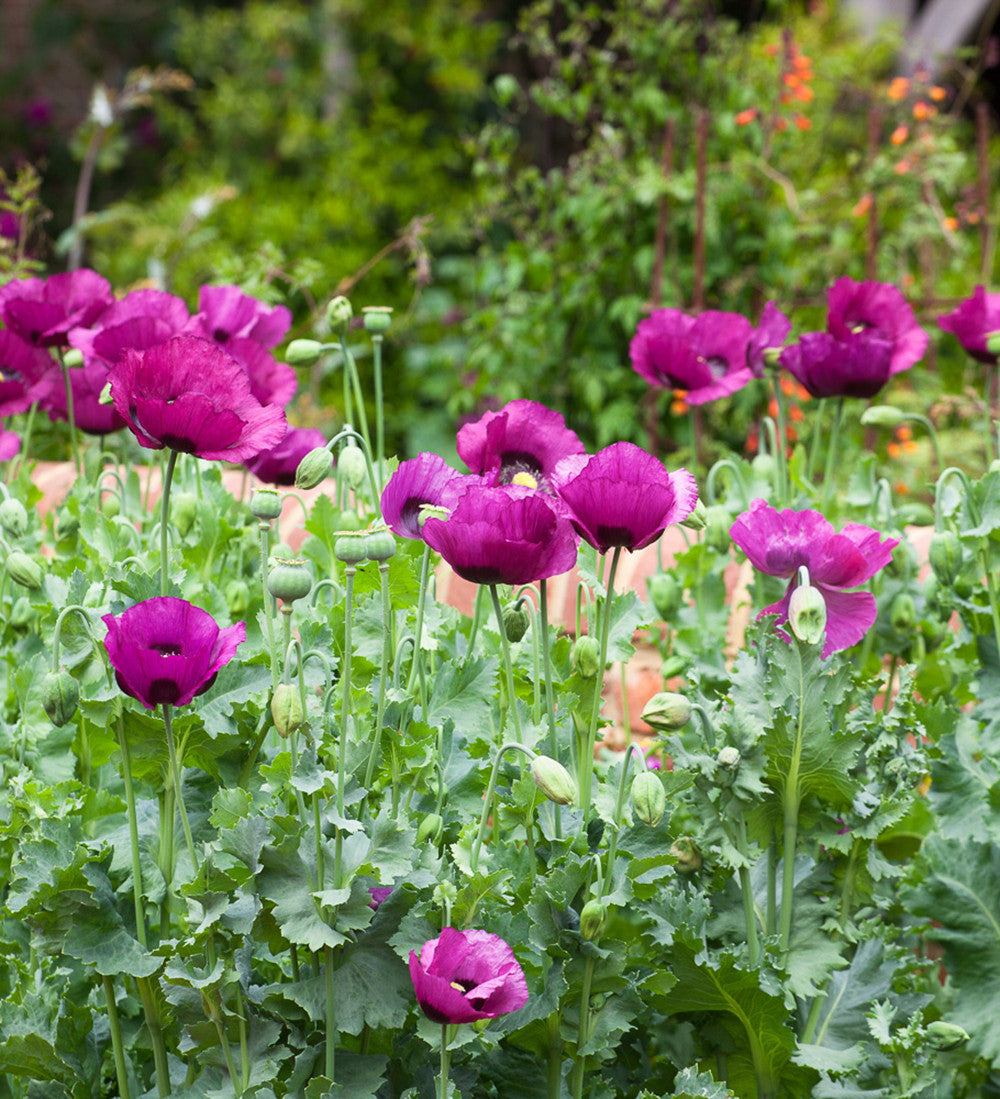 Sarah Raven Seeds Papaver Dark Plum Mohn Samen 100 Samen Pflaume
