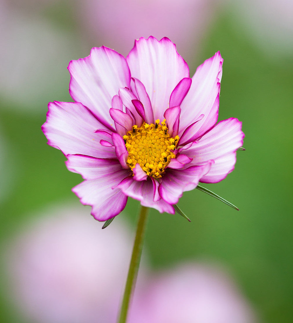 Sarah Raven Cosmos Fizzy Rose Picotee Samen 50 Stück