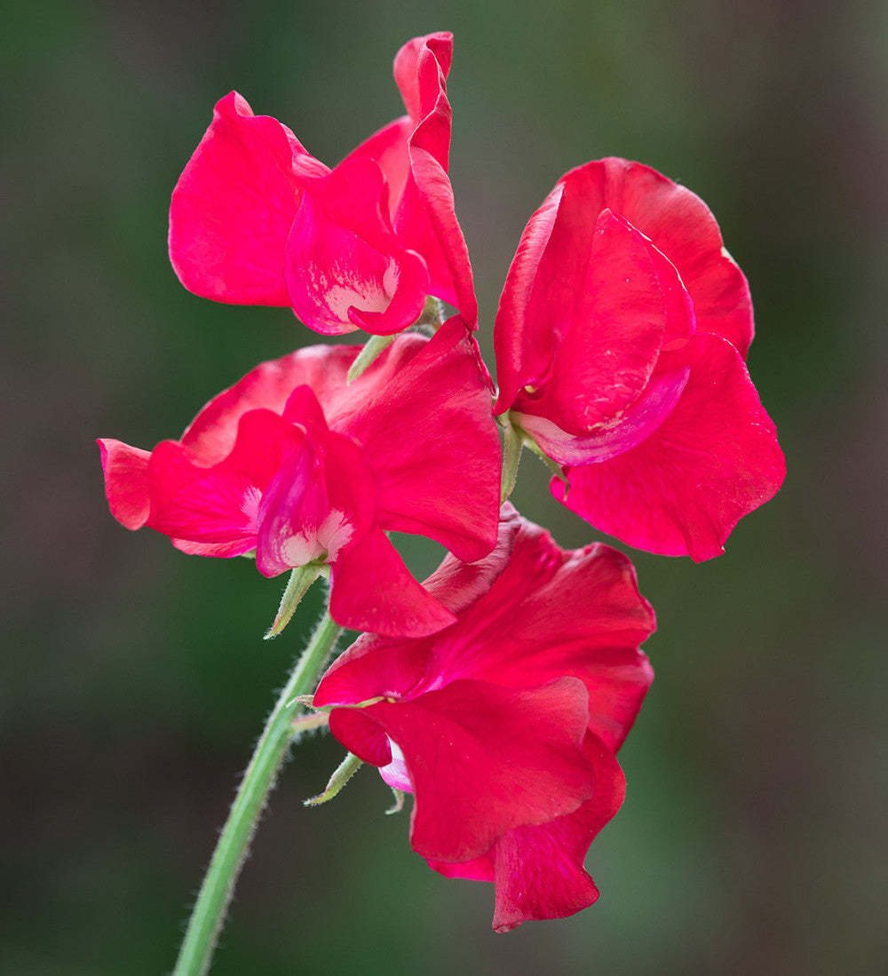 Sarah Raven Sweet Pea Collection Wicken 5 Samen