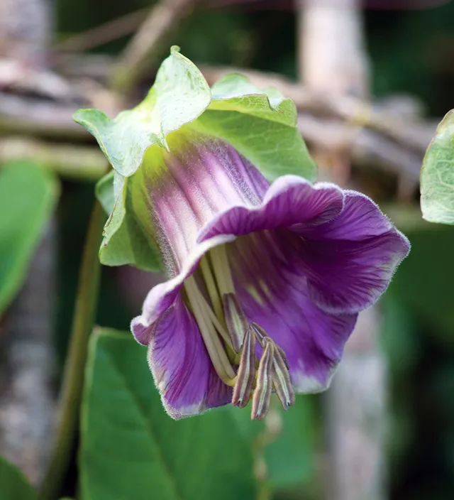 Sarah Raven Cobaea scandens Samen 20 Stück Kletterpflanze