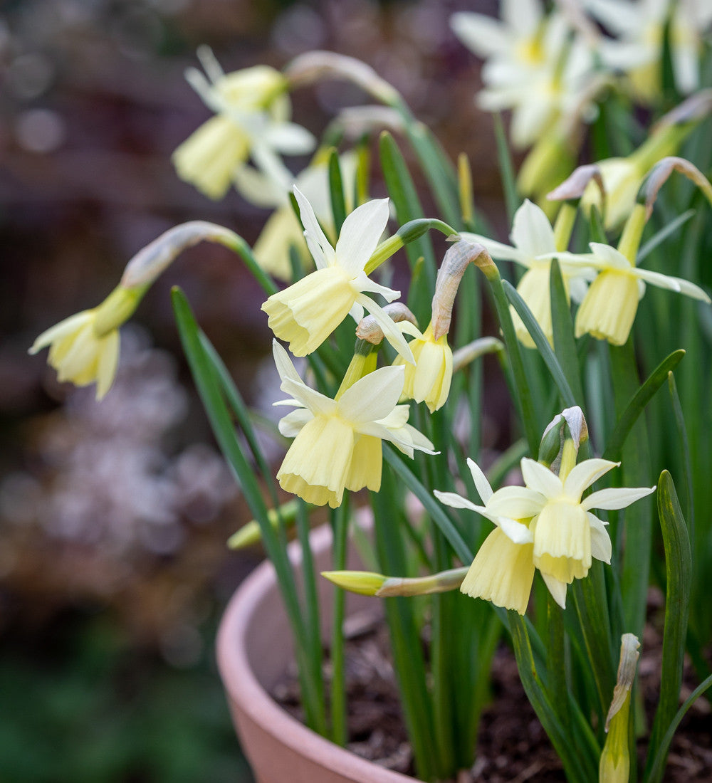 Sarah Raven Dutch Yard Narcissus Collection Blumenzwiebeln 40 Stück duftend