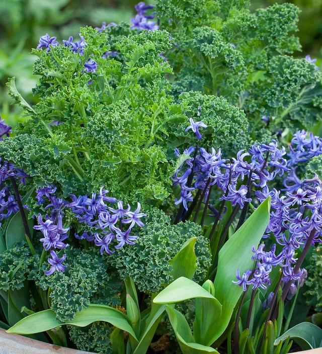 Sarah Raven Seeds Kale Dwarf Green Curled Samen 400 Samen Zwerg