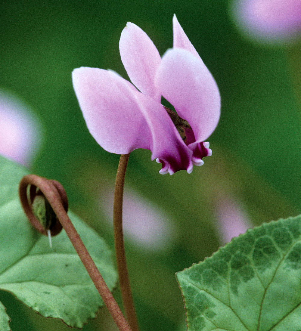 Sarah Raven Plants Cyclamen hederifolium Pflanze 3x 9cm Herbstblüher