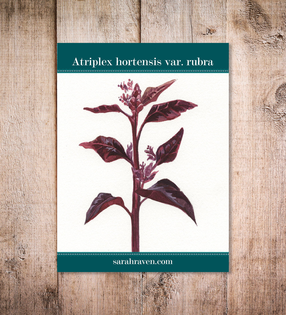Sarah Raven Atriplex Gartenmelde Samen 200 Samen rot essbar