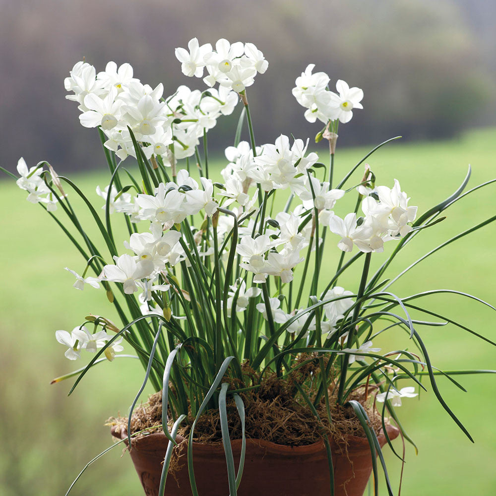 Sarah Raven Bulbs Narcissus Petrel Blumenzwiebeln 15 Stück weiß duftend
