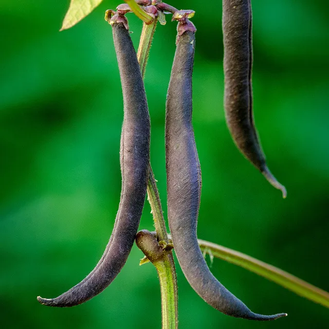 Sarah Raven Seeds Purple Teepee Buschbohnen Samen 125 Samen lila