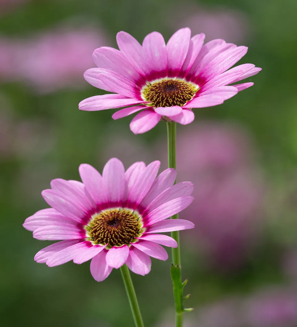 Sarah Raven Argyranthemum Grandaisy Pink Halo Pflanze 3x9cm