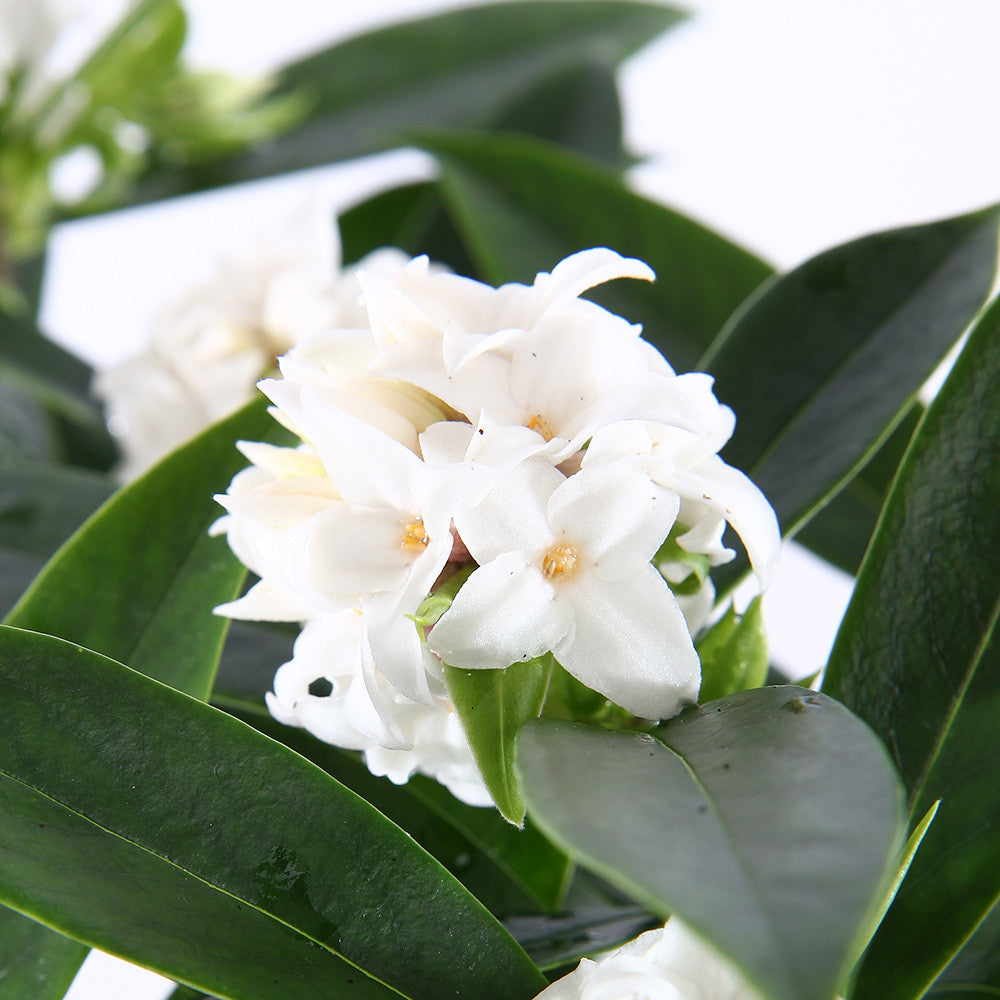 Sarah Raven Plants Daphne Perfume Princess White Strauch 2 Liter
