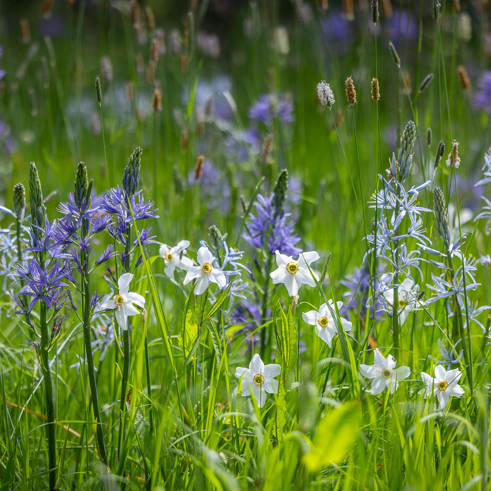 Sarah Raven Orchard Camassia Blumenzwiebeln 40 Stück