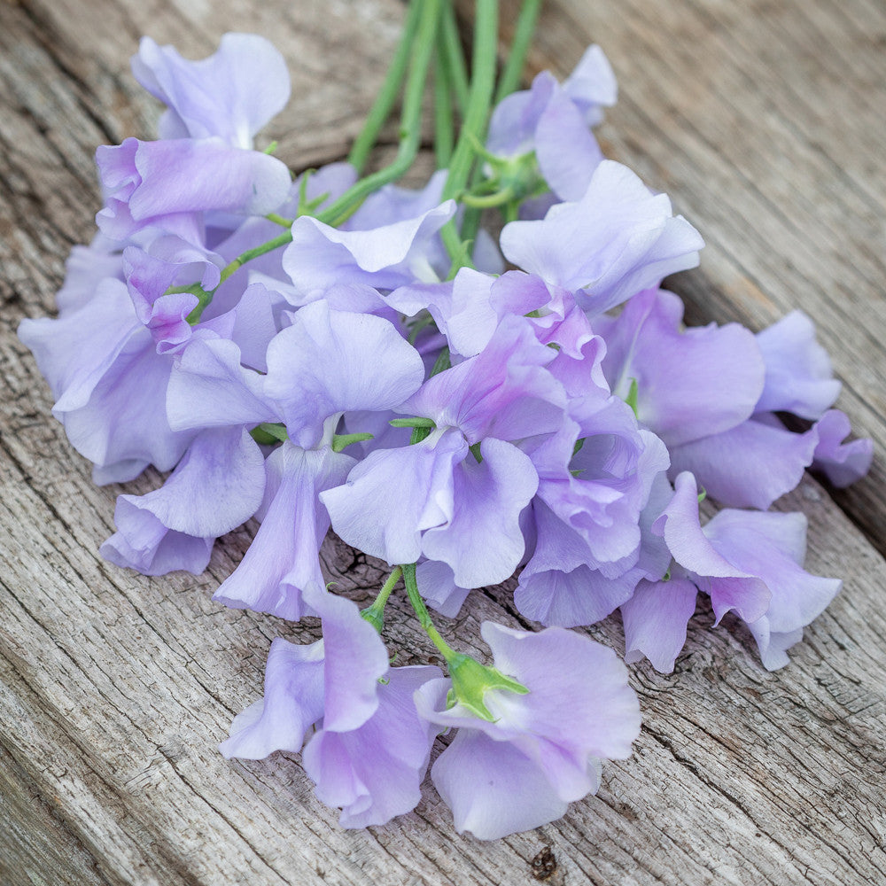 Sarah Raven Seeds Sweet Pea Mammoth Lavender Blue 20 Samen